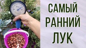 Самый ранний лук. Сажаем первым. Севок. Рассада. Зимовка. Выпад.