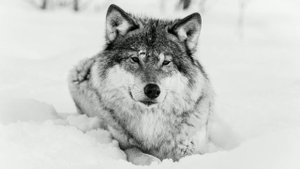 Егор Стрельников - Элегия