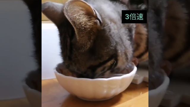 猫のさくらちゃん　腎臓病　お薬　栄養補助食品　よく食べます。カリナールコンボ