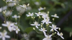 Июнь в Саду I Сад Людмилы Кудасовой