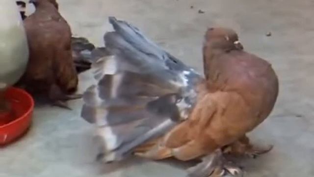 Индийские павлины. смотреть онлайн