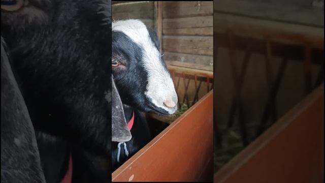 Наша 100%  нубиечка - Любаша!