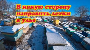 КУДА НАПРАВИТЬ ЛЕТКИ ПЧЁЛ НА ПАСЕКЕ.