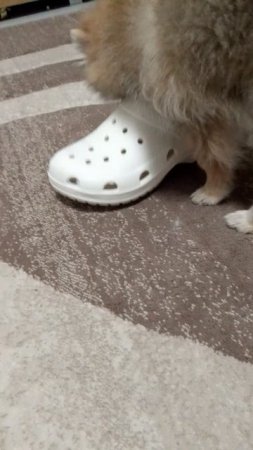 тапочек
