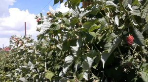 Карамелька