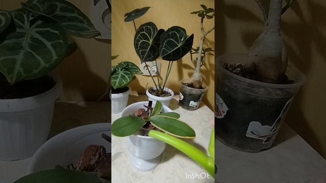 1000003566.mp4