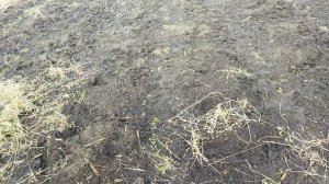 Уборка корней на табачной делянке. 21.03.2025 г.