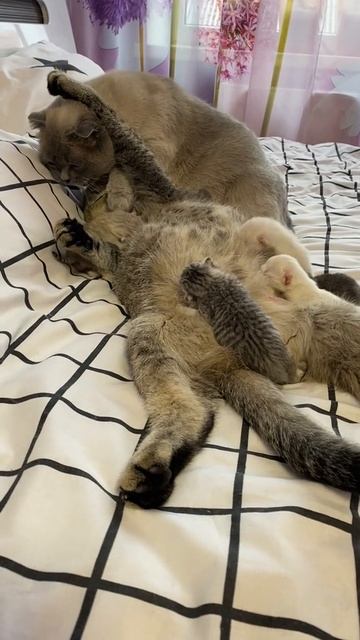 кошачьи нежности 😍