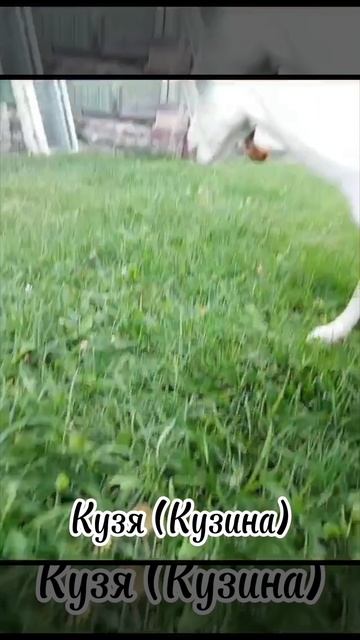 Наши первые козочки!