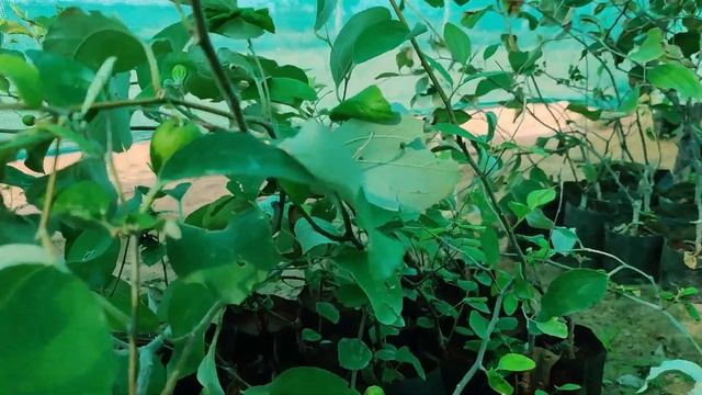 unbelievable low cost nursery | plants starts @ 10rs | all kind of indoor outdoor plants