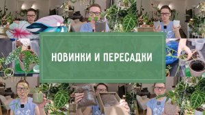 НОВЫЕ покупки и пересадки РАСТЕНИЙ