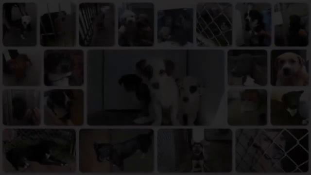 Visalia Animal Shelter full amid holiday surge in lost, abandoned pets смотреть онлайн