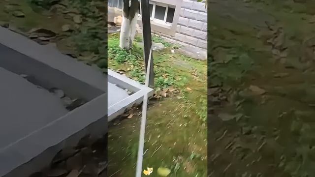 смешные видео для всех