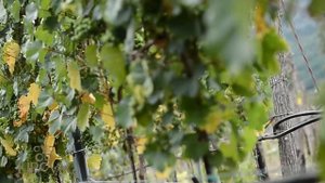 VINARIJA LIPOVAC