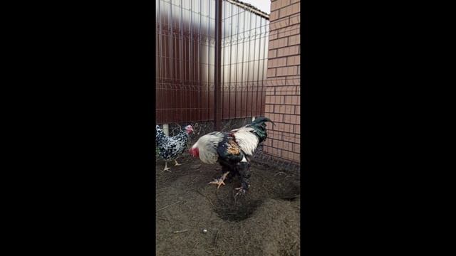 Петухи красавцы