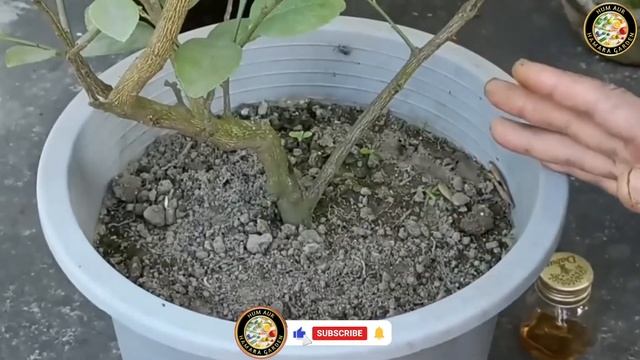 नींबू के पौधे में फूल फल नहीं आ रहा है तो क्या करें | Organic Fertilizer For Lemon Plants