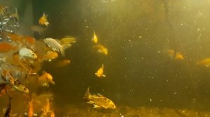 Рыбки Карпы кои