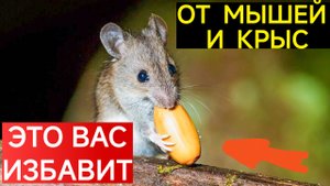 КАК ИЗБАВИТЬСЯ ОТ МЫШЕЙ И КРЫС ЗА 1 ДЕНЬ?..
