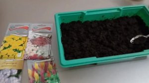 Посев однолетних цветов