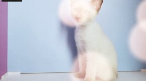 Котята меконгские бобтейлы