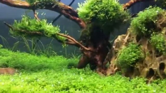 Planted tank juwel aquarium..by mubz смотреть онлайн