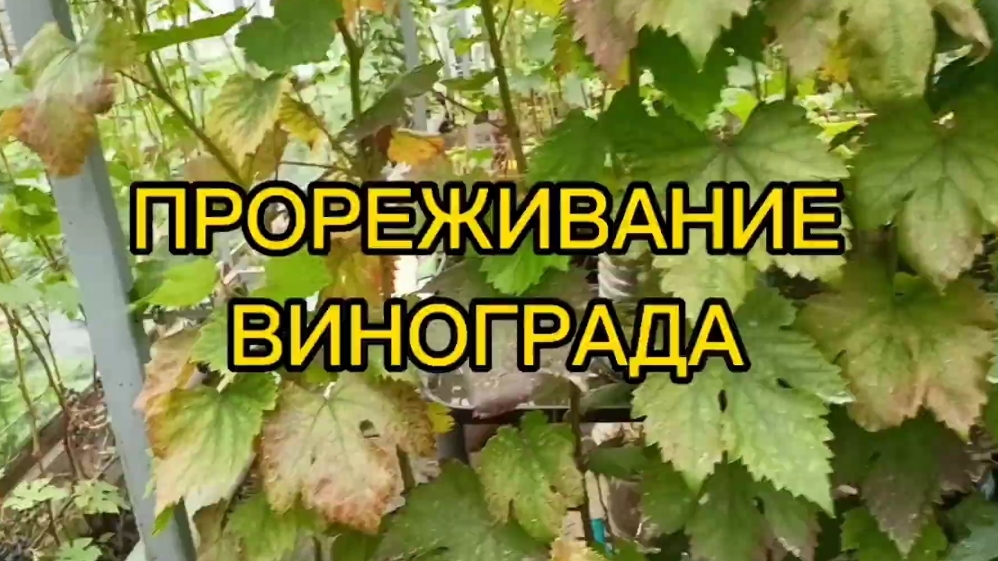 ПРОРЕЖИВАНИЕ ВИНОГРАДА.