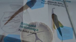 Baikal Nature Reserve