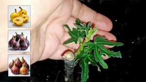 Саженцы инжира с черенков своими руками от Small Gardens