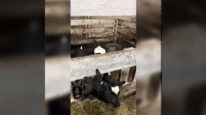 На Камчатке прокуратура проверила оскандалившийся коровник