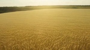 Golden Fields Sway _ A Vibes by AI Original