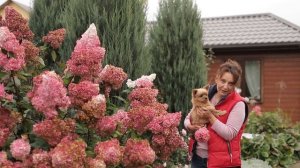 Почему не цветут гортензии I Сад в сентябре I Сад Людмилы Кудасовой
