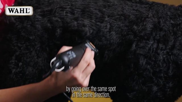 How to Clip Your Dog 🐶 At Home with the WAHL KM2 Clipper смотреть онлайн