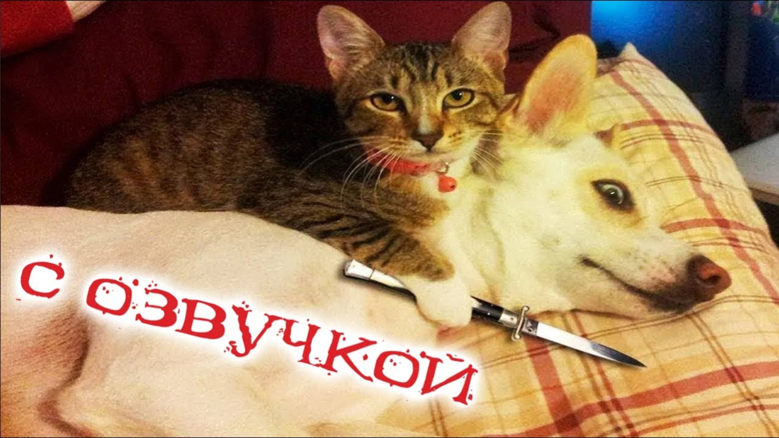 Приколы с котами! Самая смешная озвучка животных 2025! Попробуй не засмеяться!
