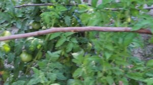 Помидоры выращенные в Азербайджане