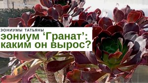 Эониум Гранат. Отчетное видео: каким он вырос?