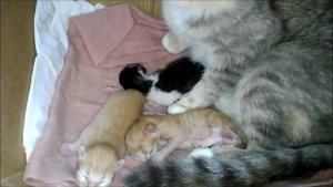 Котятам 4 дня. Кошка с котятами