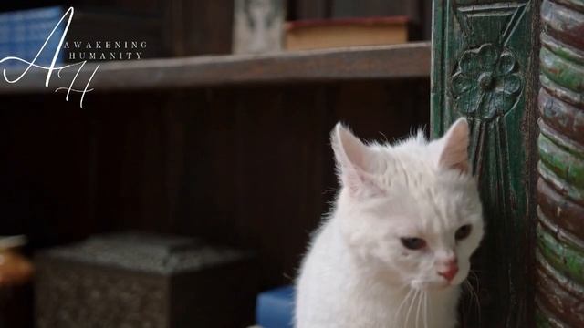 Spiritual Meaning of White Cat Crossing Your Path