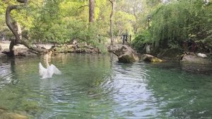 «Купание белого лебедя», или озёра Воронцовского парка в Алупке