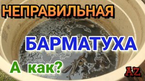 Неправильная БАРМАТУХА