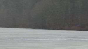 Нашли загадочную скульптуру оленя посреди озера. Калининградская область