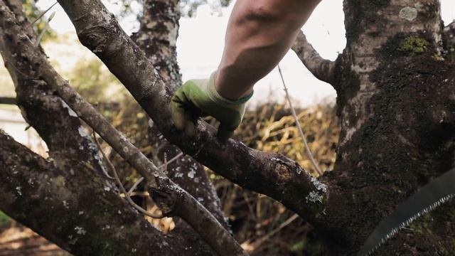 The Secret to Using a Pruning Saw with Ben Hayman | How-to Garden Series | Episode 6 смотреть онлайн