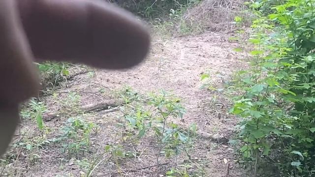 Nine-banded Armadillo Trail and Foraging Digs 9May2021 смотреть онлайн