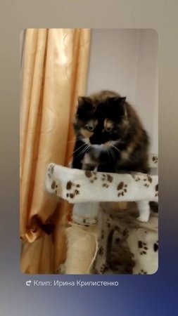 Кошечка
