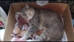 Котятам 7 дней. Кошка с котятами