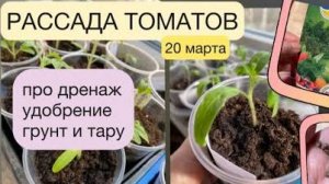 РАССАДА ТОМАТОВ, 20 марта // про дренаж, грунт, тару и удобрение