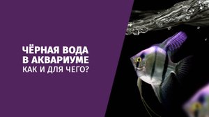 О пользе чёрной воды в аквариуме