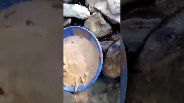 Промывка на пластиковом старательском лотке смотреть онлайн