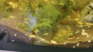 у сапфировых попугаев появился малек