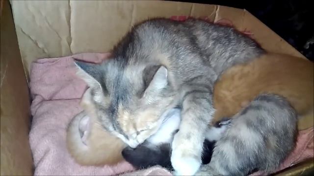 Котятам 17 дней. Кошка и котята