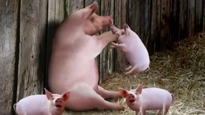 piggy - cyriak